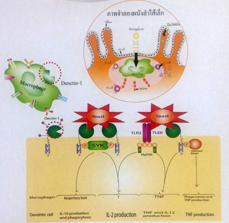 betaglucan maho small intestine