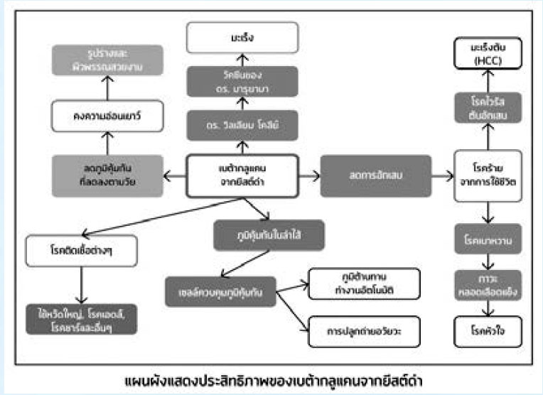 เบต้ากลูแคน betagluan มะโฮ