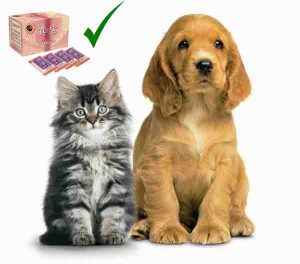 cat and dog used betaglucan-maho