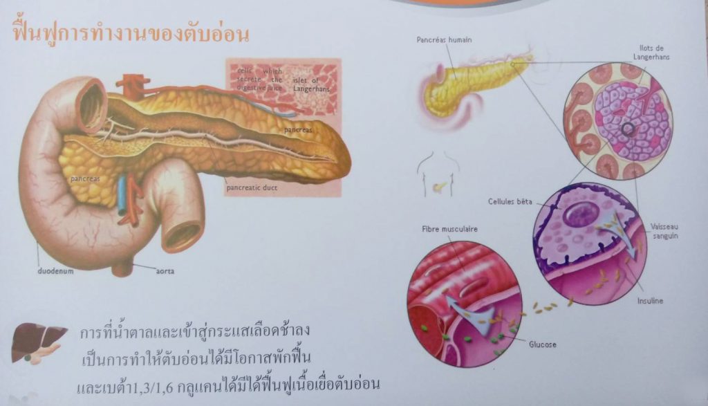 betaglucan-maho restore pancreas