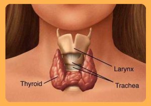 Hyperthyroidism_maho betaglucan