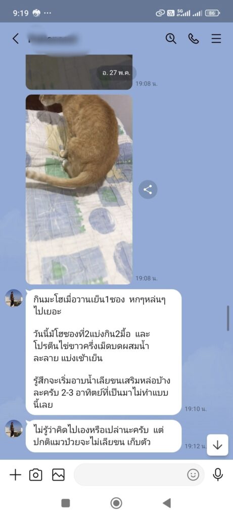 แมวลิวคีเมีย1