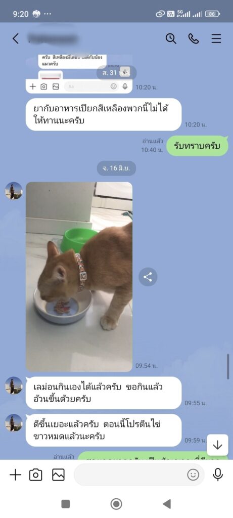 แมวลิวคีเมีย2